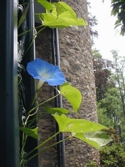 I noticed this beautiful morning glory on the porch as soon as I arrived.  I'm glad I took the photo then, because when we returned later on, the blossom had wilted.