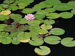 Lilypads in the fish pond. I loved their bright colors.