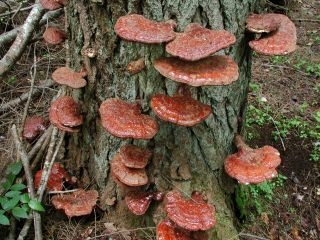 A multitude of colorful fungi.