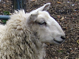 Wool and eyelashes