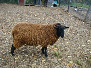 One brown sheep in the family