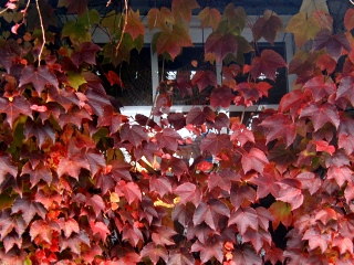 Brilliant red leaves