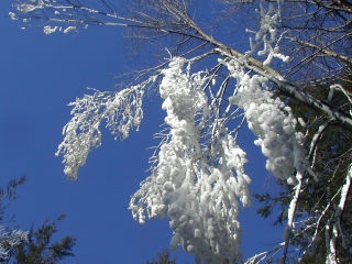 Mist from the falls coated the nearby trees and then froze, creating these unique dangling branches.