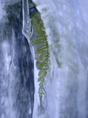 Near the first waterfall I found this delicate fern encased in ice.