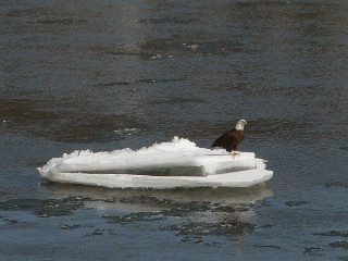 Spring is near!  We spotted this bald eagle, one of a pair, as he rested for a moment on a chunk of ice in the Delaware River. 