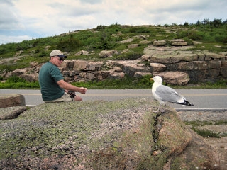 Always teasing the wildlife! Rich waits while Zhanna recovers a survey mark along Cadillac Mountain Road.