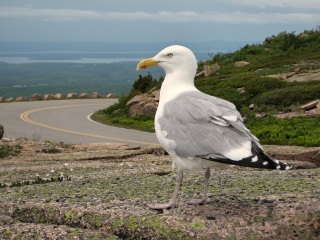 These freeloaders are everywhere and always expecting a handout! Along Cadillac Mountain Road.