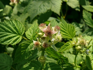 These flowers will soon turn to gorgeous raspberries ... some red is already starting to show.