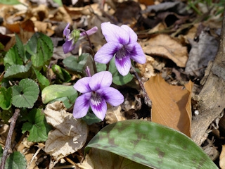 Pale violets along the Abington Trail