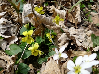 Unusual yellow violets mixed with white in one colorful clearing.