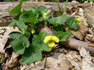 More shy yellow violets