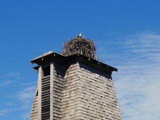 Occupied osprey nest