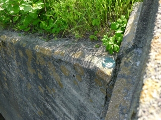 Eyelevel view of the disk (and poison ivy) on the bridge wingwall.
