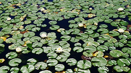A sea of lilies and lilypads