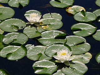 Picture-perfect lilies on Homestead Pond