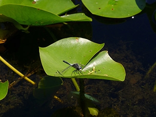Pond inhabitant
