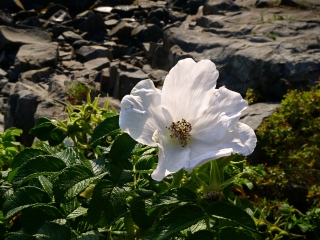 White sea rose along the Shore Path