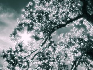 An infrared view of leaves overhead