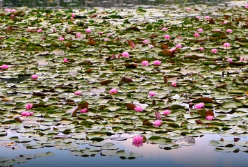Water lilies in a pleasing composition
