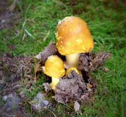 Mushrooms bursting forth from damp soil