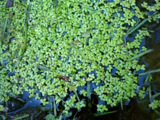 Duckweed abounds this summer!