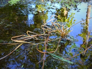 Swamp grass in the creek