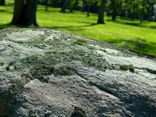 We are likin' the lichen on this boulder!