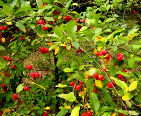 Red berries along Kebo Street