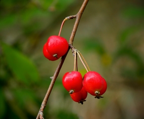 Close-up of red berries along Kebo Street