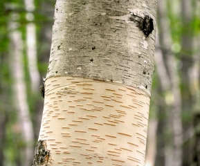 Detail of paper birch, Jesup Path