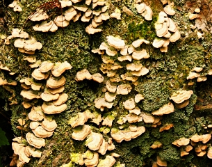 Fungi & lichen on bark