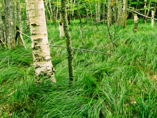 Birch and grasses