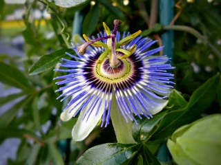 Passion flower in the gardens at Bar Harbor Club