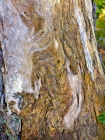Interesting bark textures