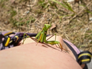 A friendly praying mantis