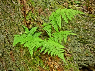 Detail of fern, lichen and moss, Jesup Path