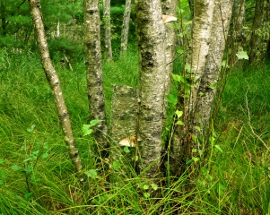 Stand of dead birches