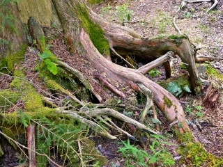 Jumble of roots