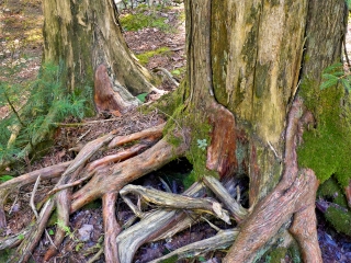 More cedar roots