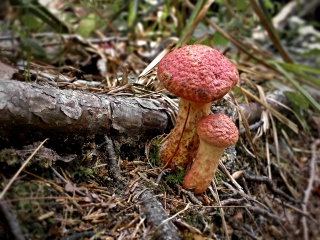 Bright fungus, close-up