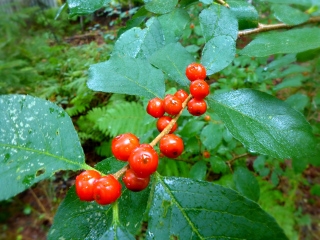Red berries along the Shore Path