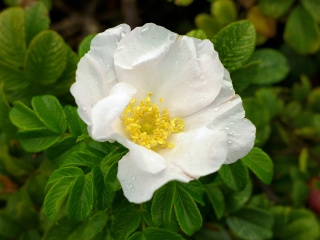 White sea rose blossom