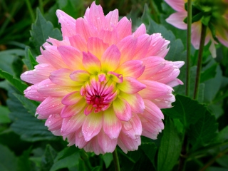 Multicolor dahlia blossom in front of 2 Cats Restaurant