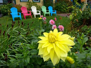 Yellow dahlia blossom in front of 2 Cats Restaurant