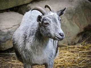 This goat looks like a gray version of Petal!