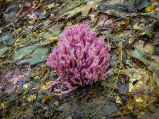 Violet coral fungus: I've never seen this before