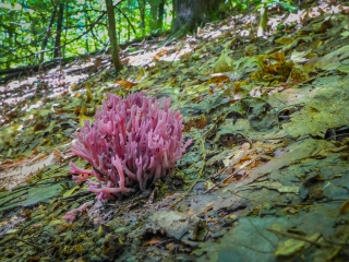 Clavaria zollingeri, violet coral fungus, near the trail