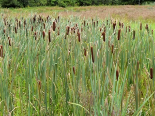 Cattails at the boardwalk