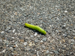 Laurel sphinx moth caterpillar