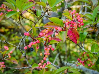 Colorful berries (viburnum?)